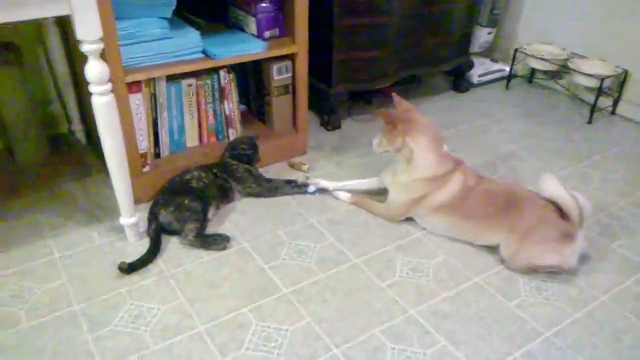 Funny Cat Videos Compilation December 2017 - Funny Pet Videos