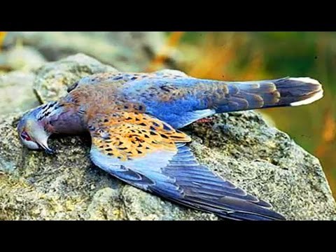 Chuyện khó tin - Kỳ bí ngôi làng chim lũ lượt tìm về TỰ SÁT