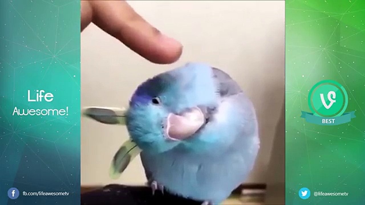Top Best Funny Animals Vines Compilation 2016 | The Best Vines 2016