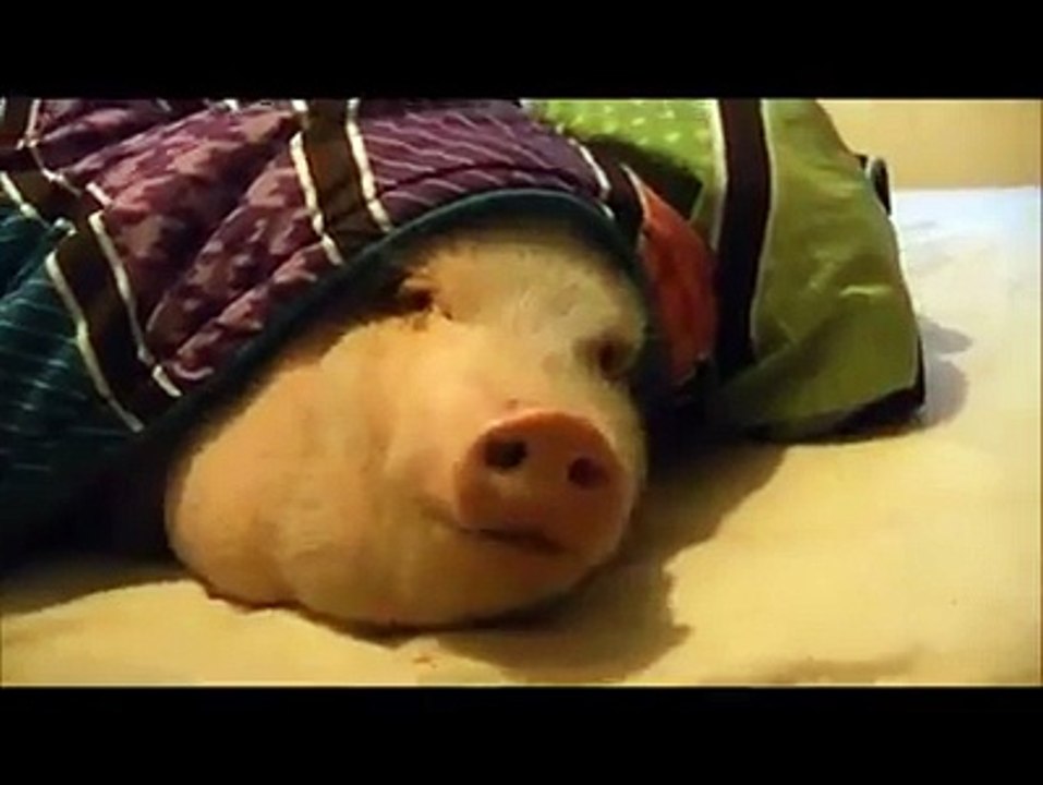 Funny video