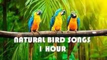 Tropical Jungle Atmosphere And Bird Sounds HD 1 HOUR