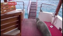 İzmir'de ortaya çıkan fok balığı büyük ilgi gördü
