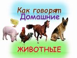 Животные для детей: Мультик про Животных - Развивающий мультфильм про животных (сборник)