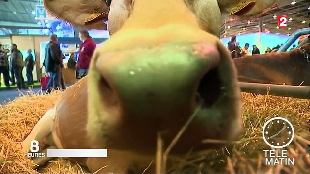 Salon de l'agriculture : découvrir les animaux et de nouvelles saveurs
