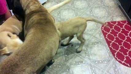 English Mastiff helps break up dog fight