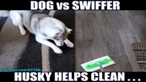 Husky hates when owner cleans home