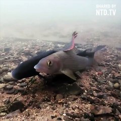 Cạ Nhau Phê Cực - Clip Giải Trí