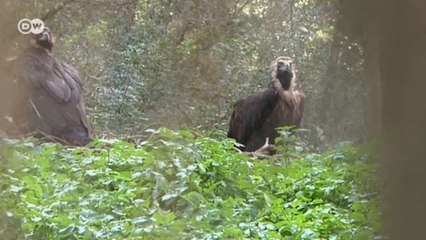 Kara akbabaların soyu tehlikede