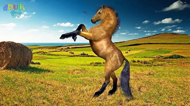 Learn Wild Animals Names and Sounds | With Cartoon characters and Real Animals | dRuLii TV