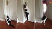 Le chat qui ouvre les portes