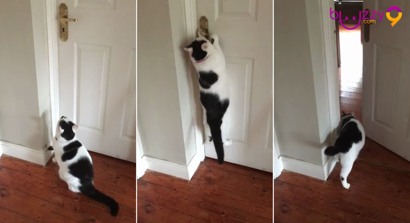 Le chat qui ouvre les portes