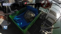 Des tortues protégées remises à la mer au large de l'Italie