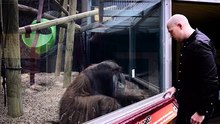 Découvrez comment un orang-outan fait de la magie