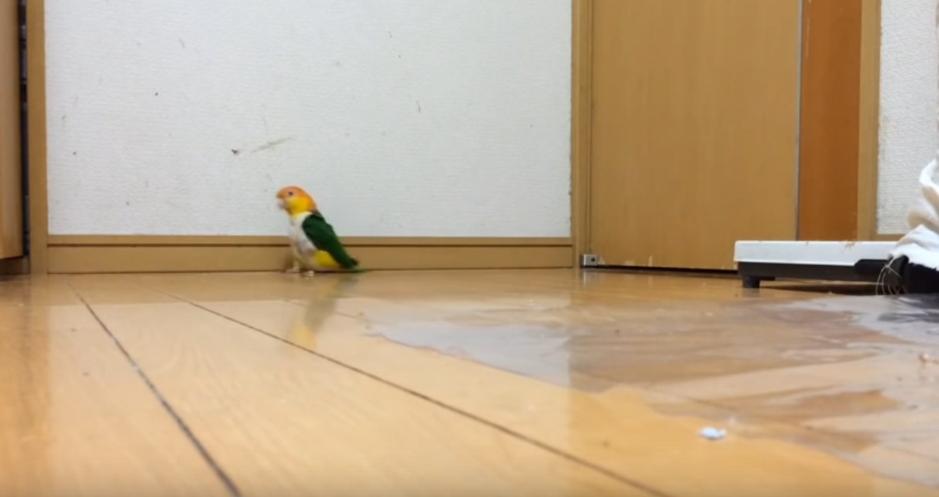Un perroquet qui danse en rythme