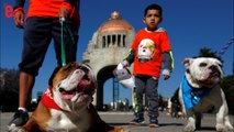 Un millier de bulldogs envahissent les rues de Mexico