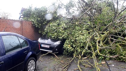 Un arbre sur deux voitures à Jemappes.Vidéo Eric Ghislain