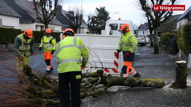 Loudéac. 47 arbres seront abattus
