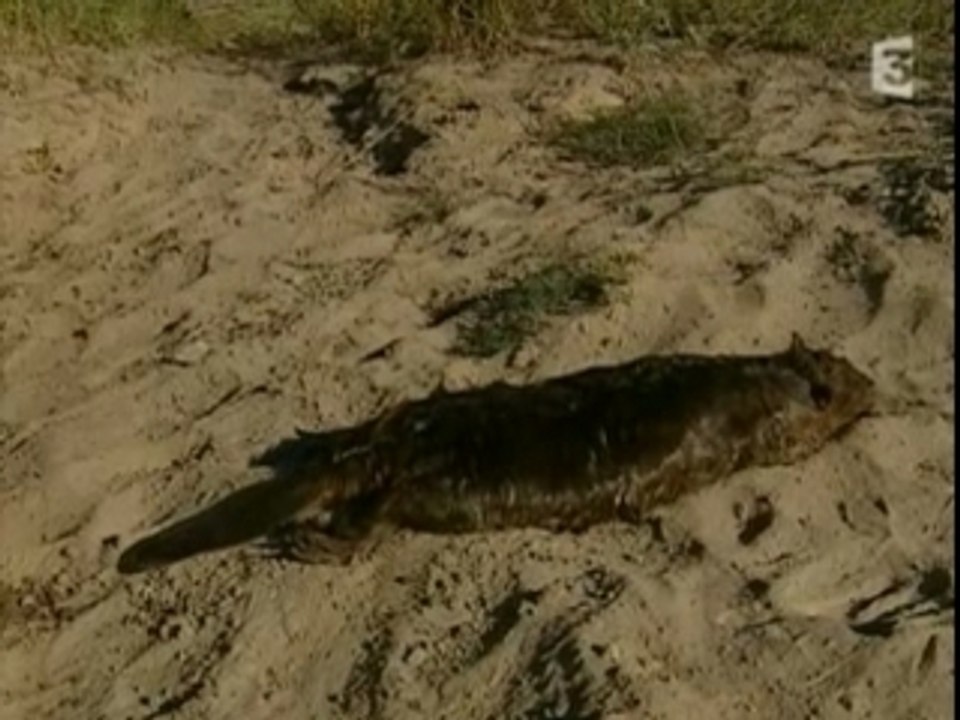 05-Faut pas rêver - A la conquête de l'Ouest