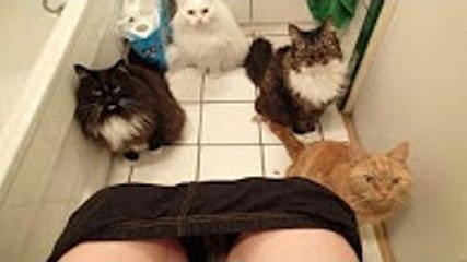 Survive this LAUGH CHALLENGE if you can - FUNNY CAT VIDEOS