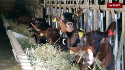 L’intelligence des animaux d’élevage #5 : le mouton