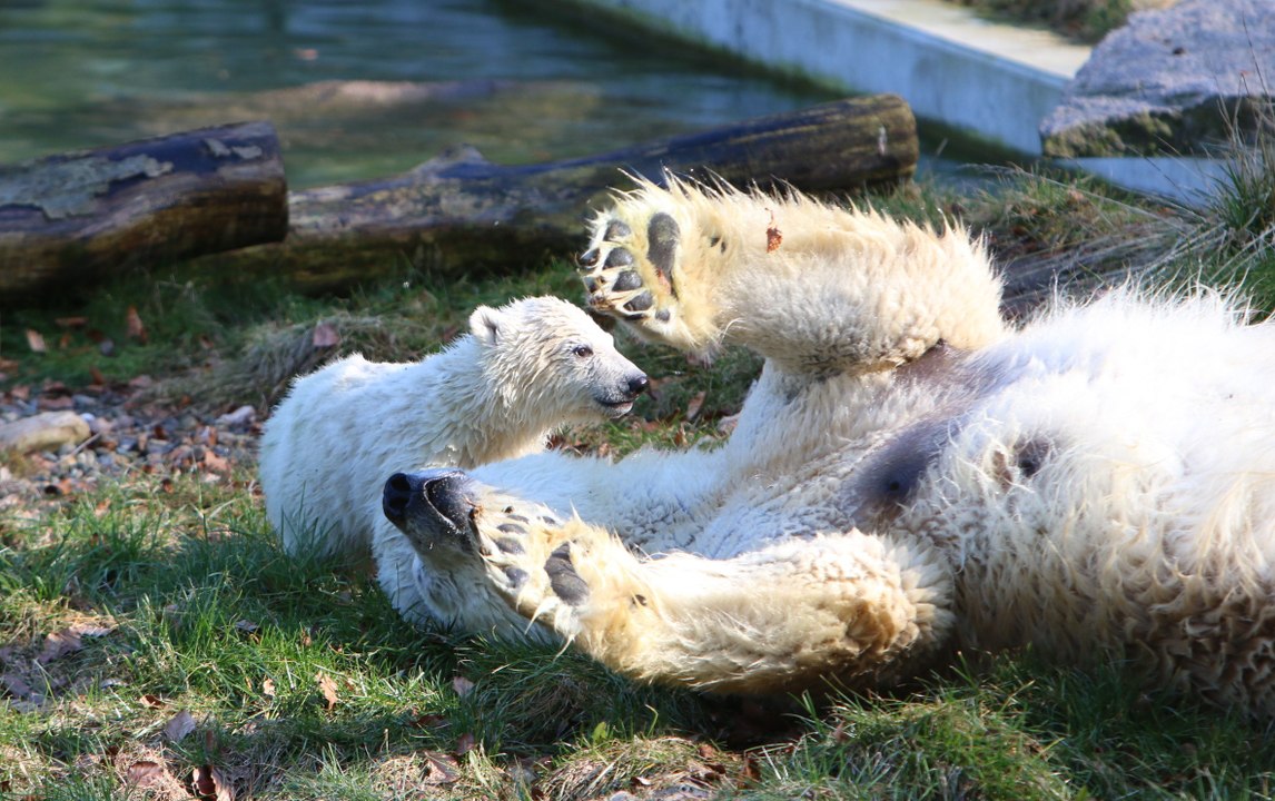 Première balade et première baignade pour l'ourson polaire Nanuq