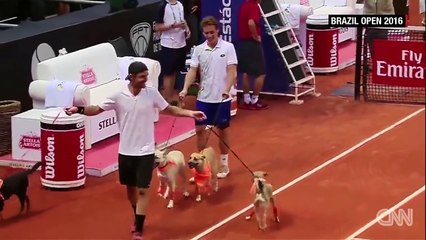Street dogs retrieve balls during tennis tournament