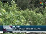 Inicia en Colombia el plan de sustitución de cultivos ilícitos