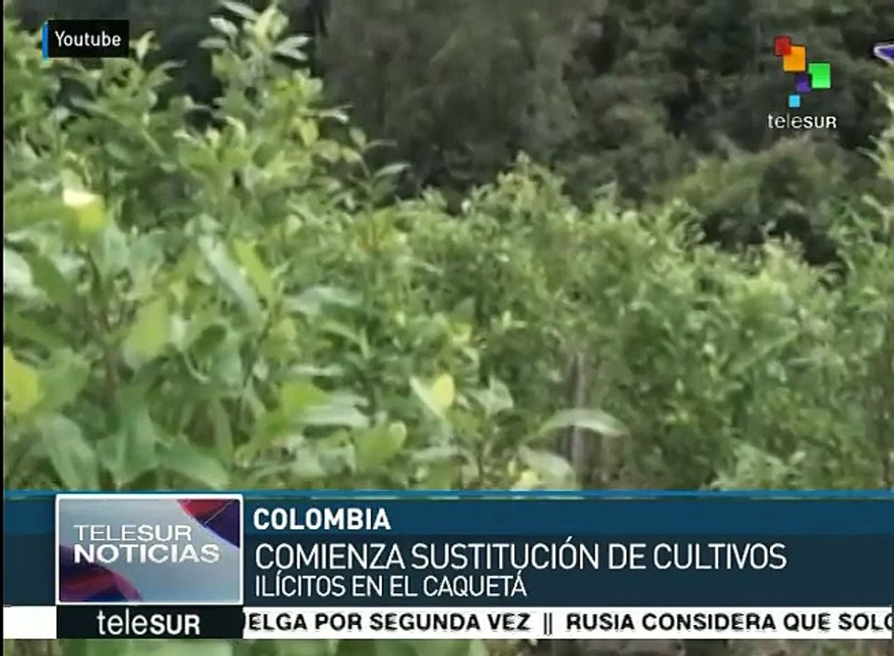 Inicia en Colombia el plan de sustitución de cultivos ilícitos