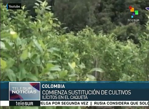 Inicia en Colombia el plan de sustitución de cultivos ilícitos