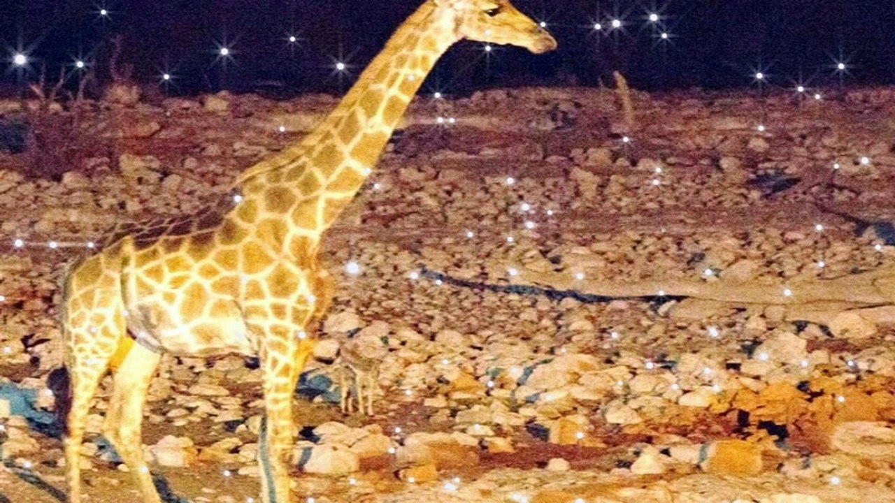 Okaukuejo Waterhole - Okaukuejo,Etosha National Park,Namibia.