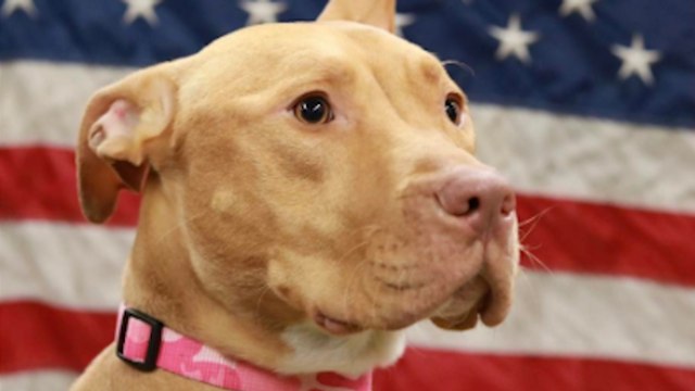 Firefighters Adopt Adorable Pit Bull Rescued From Crack House