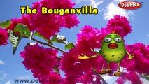 Bougainvillea Rhyme | 3D Nursery Rhymes With Lyrics For Kids | Flower Rhymes | 3D Rhymes Animation