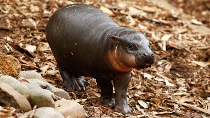 Watch Fiona the Baby Hippo Take Her First Steps and Squeal Forever