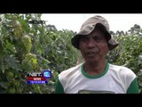 Panen Melimpah, Harga Jual Tomat di Garut Rendah - NET12