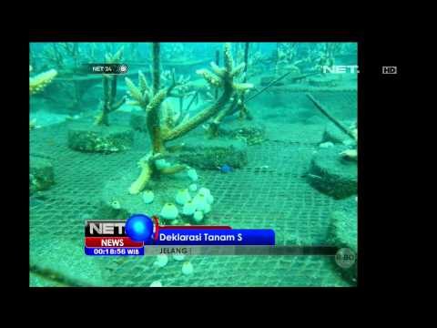 Jelang Kemerdekaan Koprs Marinir Tanam Ribuan Terumbu Karang - NET24