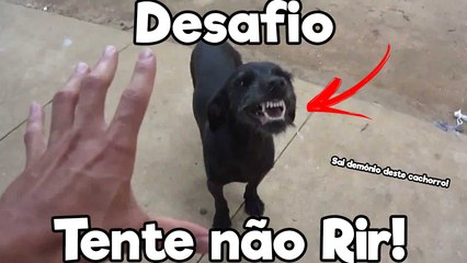 TENTE NÃO RIR - SAI DEMÔNIO DESTE CACHORRO!