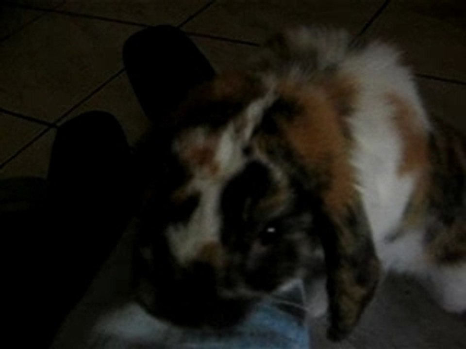 Photo 057