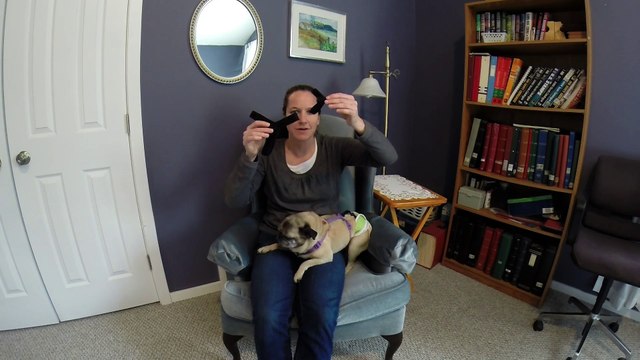 Stretchable Straps to Keep Dog Diapers & Belly Bands in Place