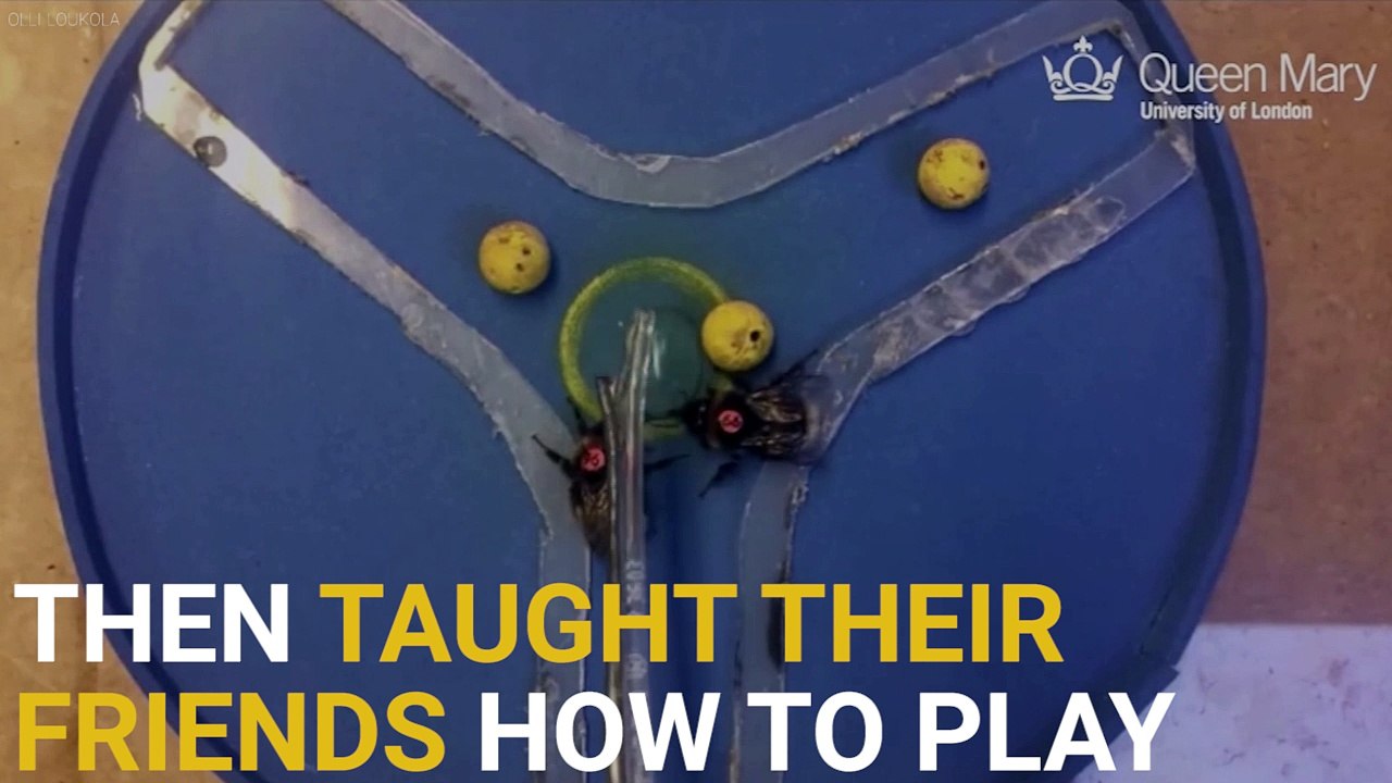Bees Learn How To Play ‘Soccer’