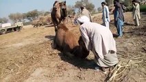 Camel Mating men try but failed