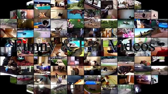 Your Daily Fun - Funny Animals vs Doors - Funny Animals Compilation - Funny Cats And Dogs