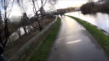 Swans Attack Pedestrians Walking to Work