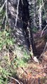 Deer Trapped Between Two Trees When Hunters Come to the Rescue