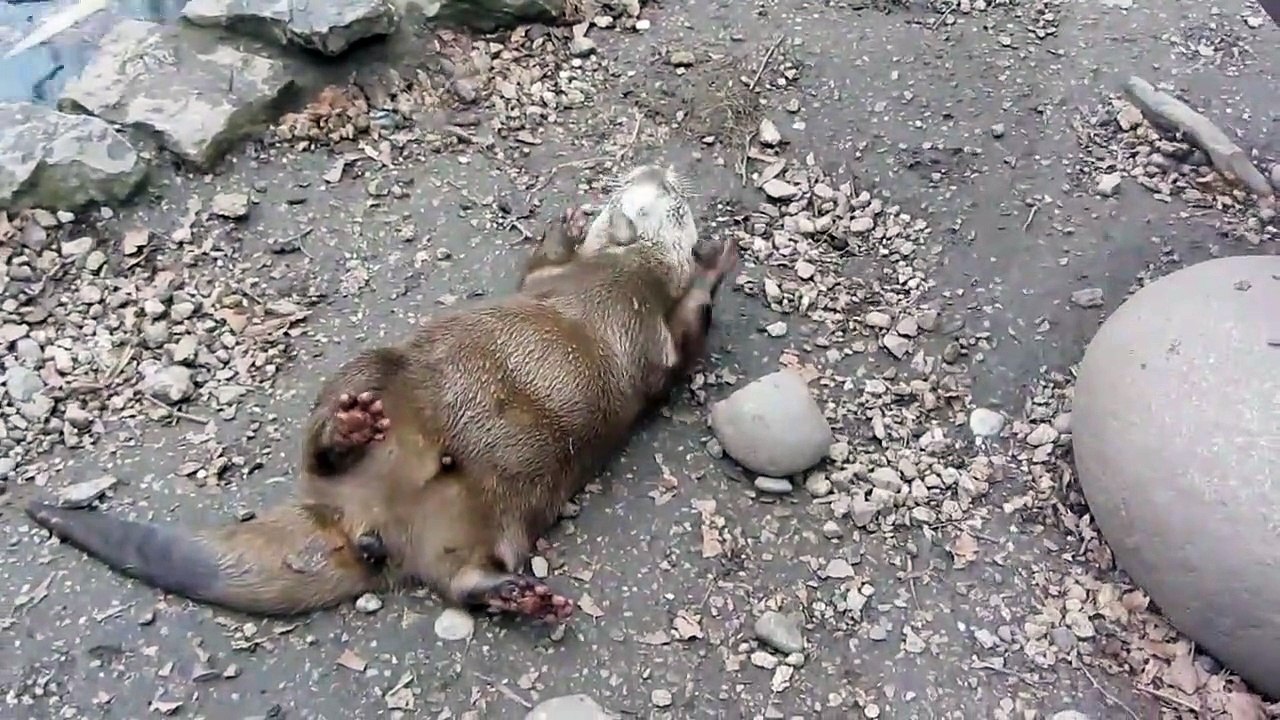 Notre amie la loutre