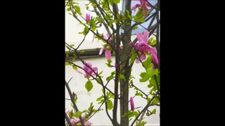 et si les magnolias de la rue Scarron (Ixelles) aimaient la mazurka