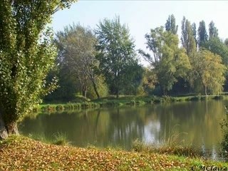 Ya des sapins dans la forêt