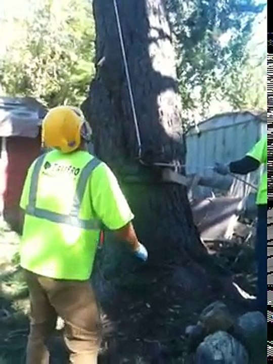 windsor tree removal service