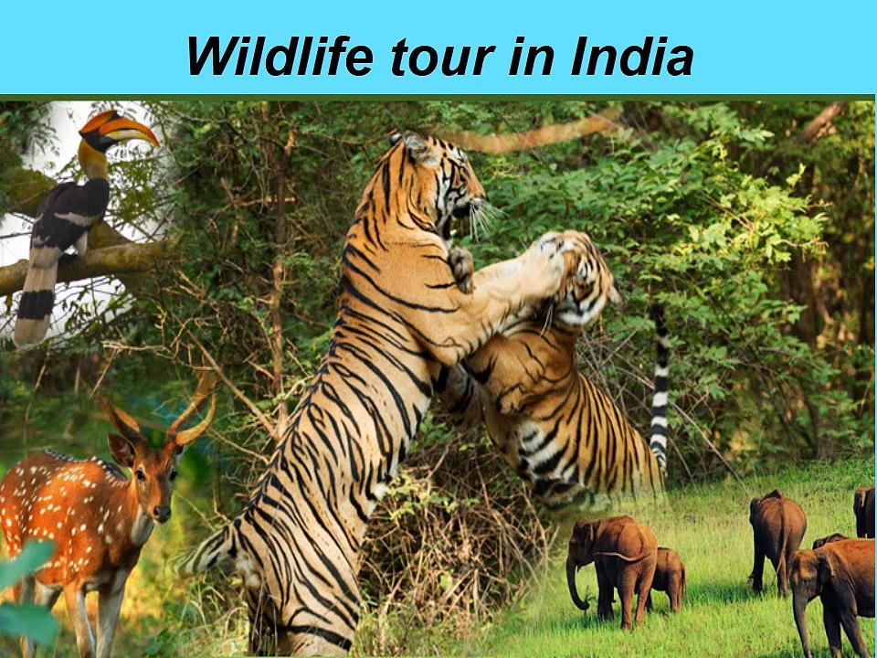 Wildlife tour and Best India Tour Packages with Best travel agents in Delhi
