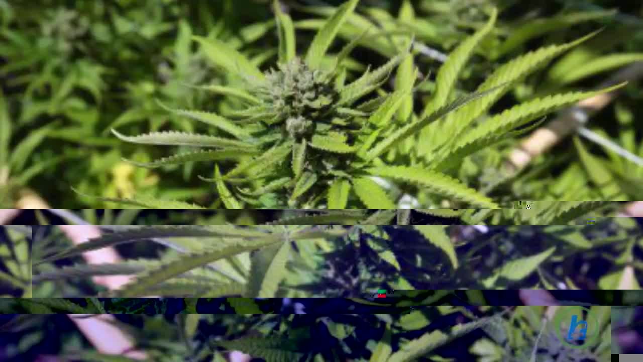 Medical Marijuana Legal in Germany