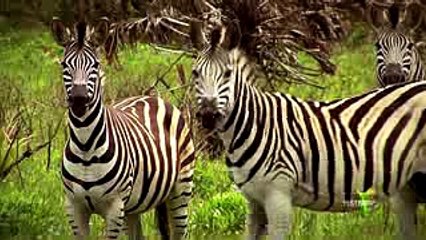 Slow Train Through Africa - Saturdays at 6pm